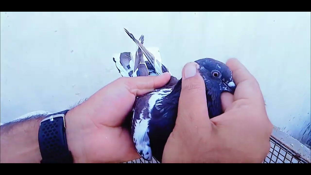 Male ♂️ female ♀️