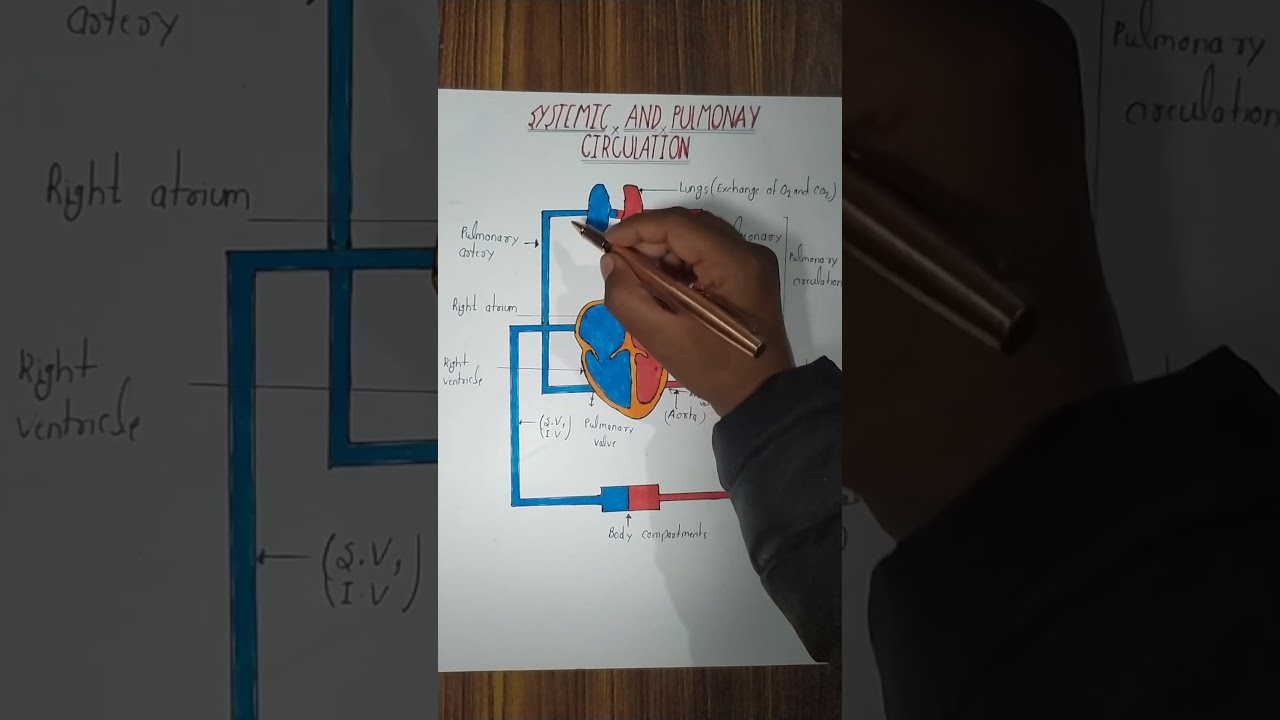 Systemic circulation | Pulmonary circulation | Heart | CVS #biology #anatomy #heart #physiology