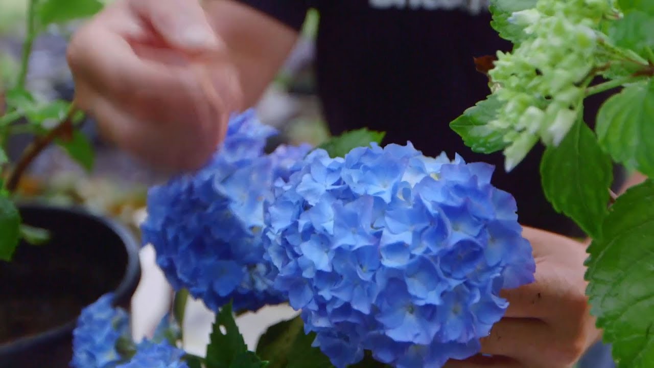 Cómo potenciar el color de las flores de las hortensias - Bricomanía - Jardinatis