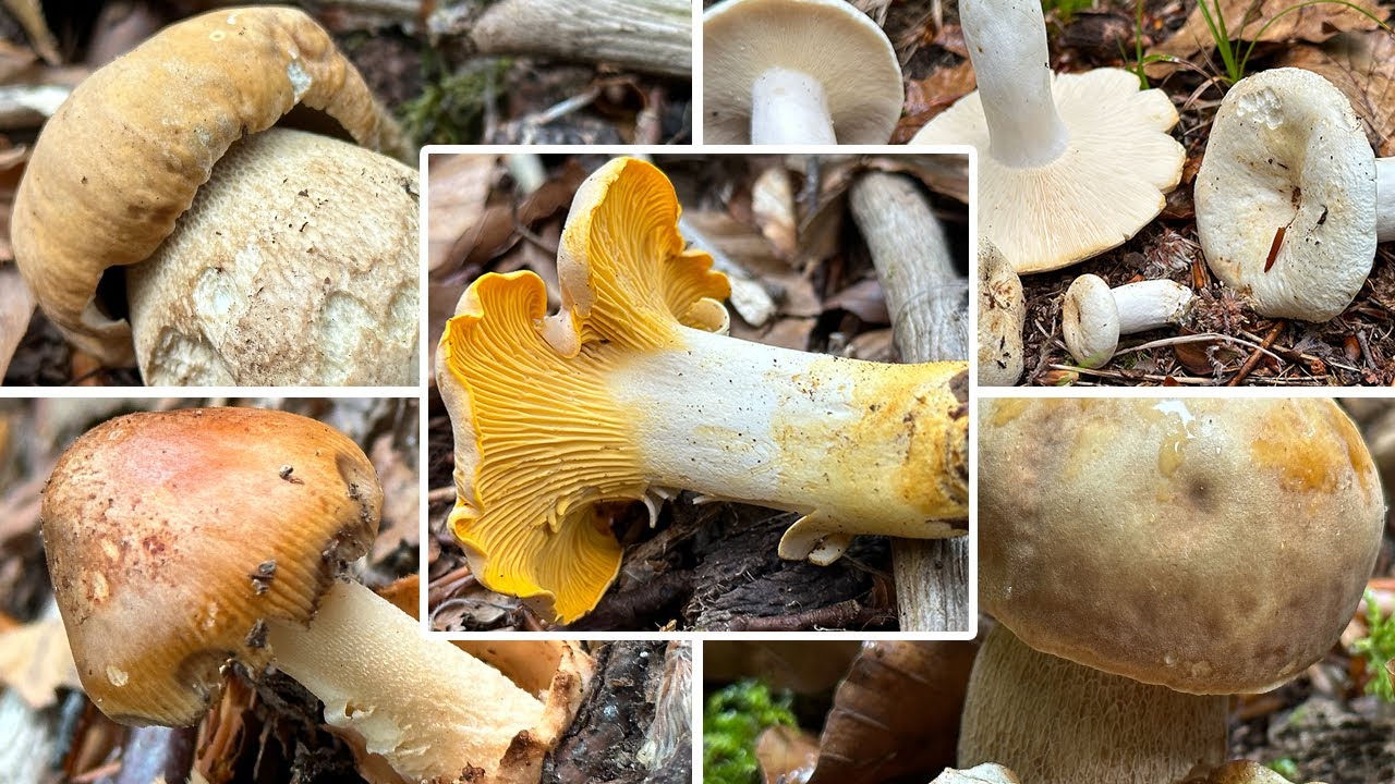 Sommersteinpilze, Pfifferling, Lungenseitlinge im Juni | Sommerpilze im Hochsommer | 30.06.2023