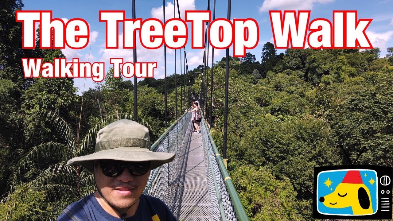 Walking Tour : The TreeTop Walk via Windsor Nature Park || by Stanlig Films