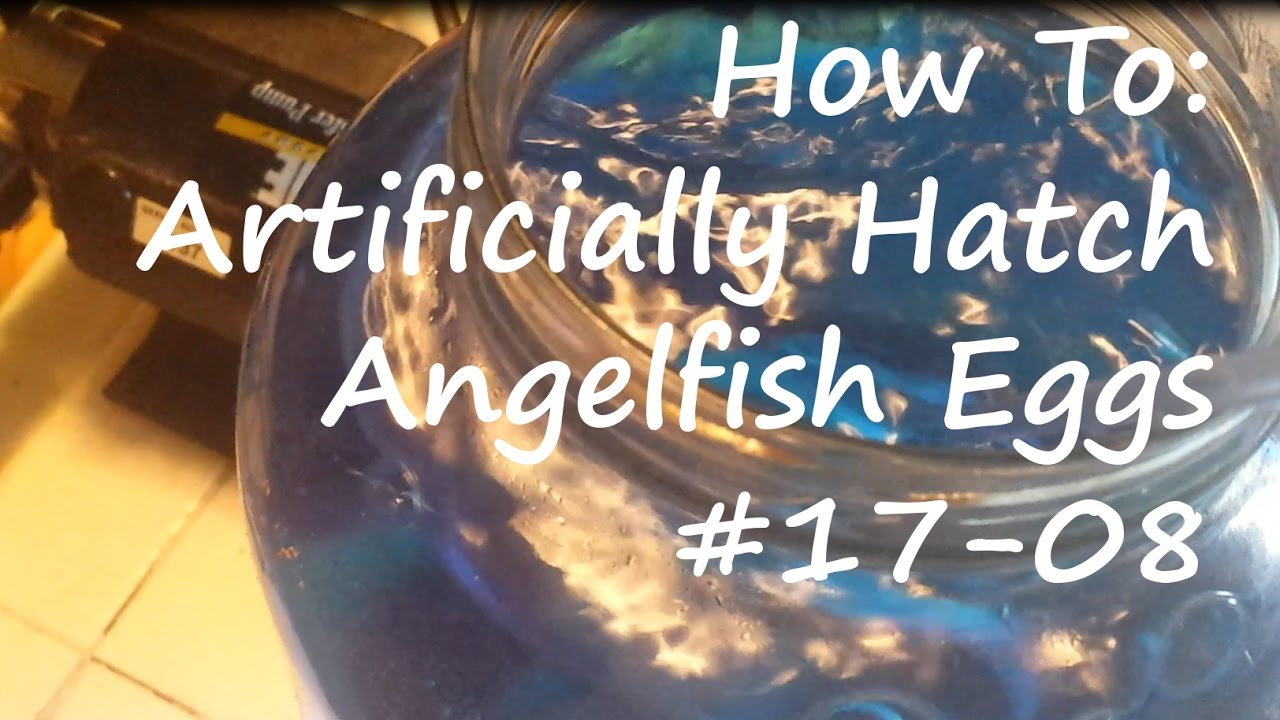 How to Artificially Hatch Angelfish Eggs #17-08