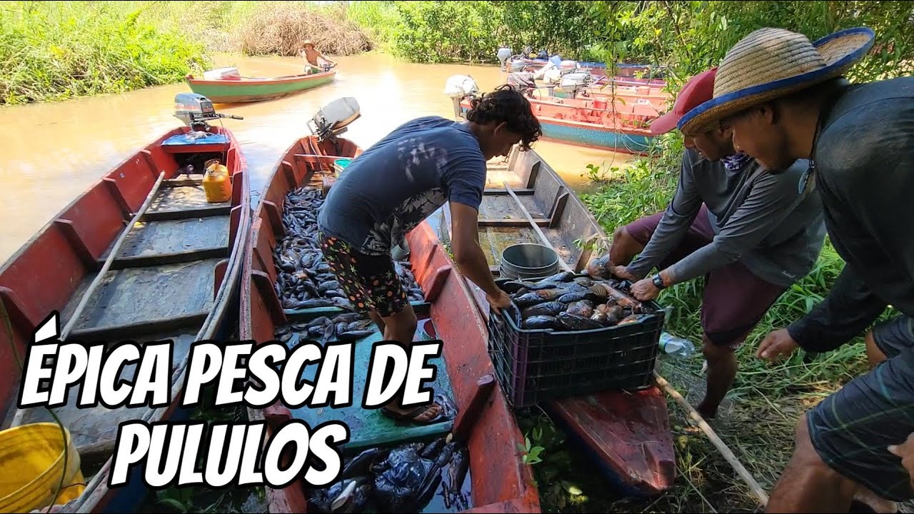 NUNCA ANTES VISTO, eran tantos pululos