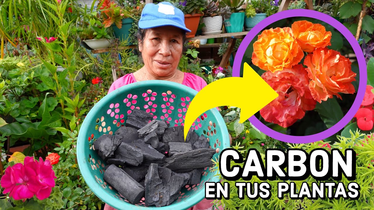 ENTIERRA CARBON natural EN tus PLANTAS y me darás las GRACIAS - ABONO organico con el CARBON