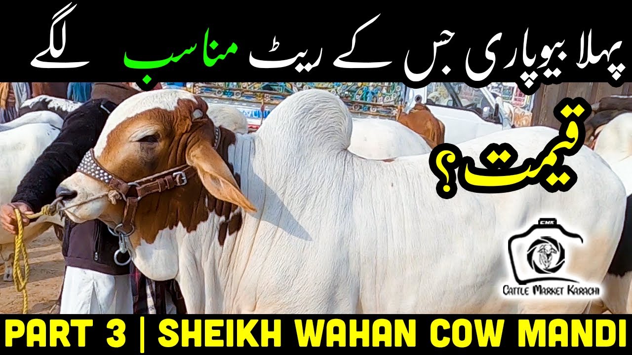 Part 3: Sheikh Wahan Cow Mandi 2022 | Cattle Market Karachi | Bakra Eid 2022 | HD Cattle Farm
