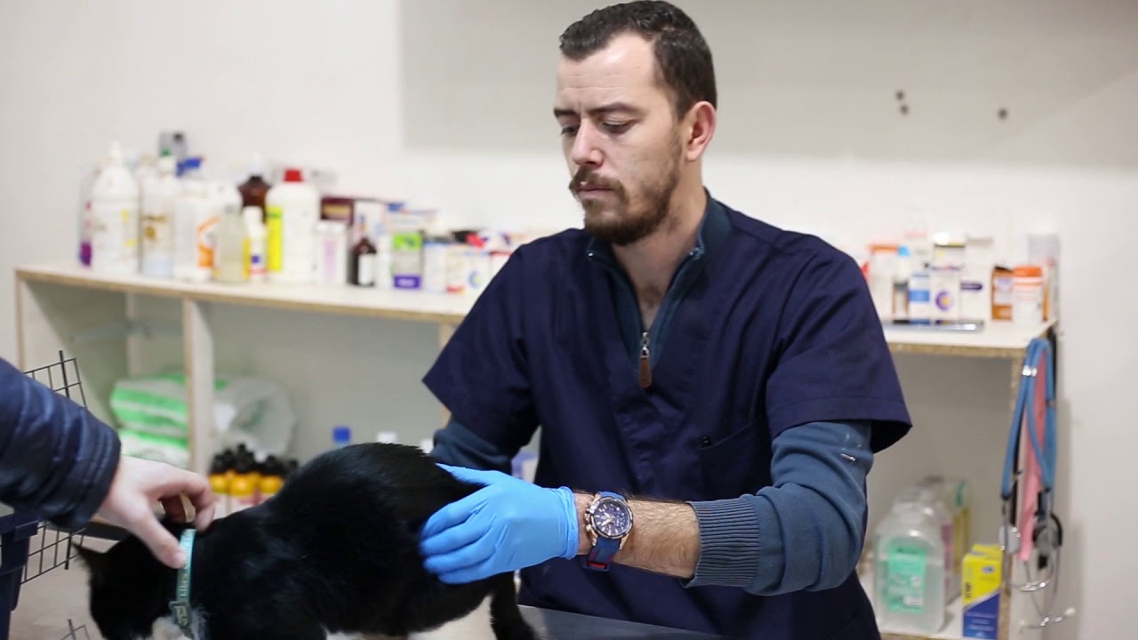 cabinet veterinaire fartas adel