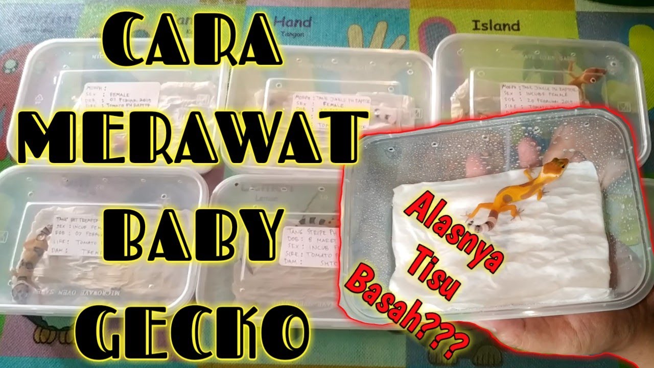 TIPS CARA MERAWAT BABY GECKO dari Menetas!!!