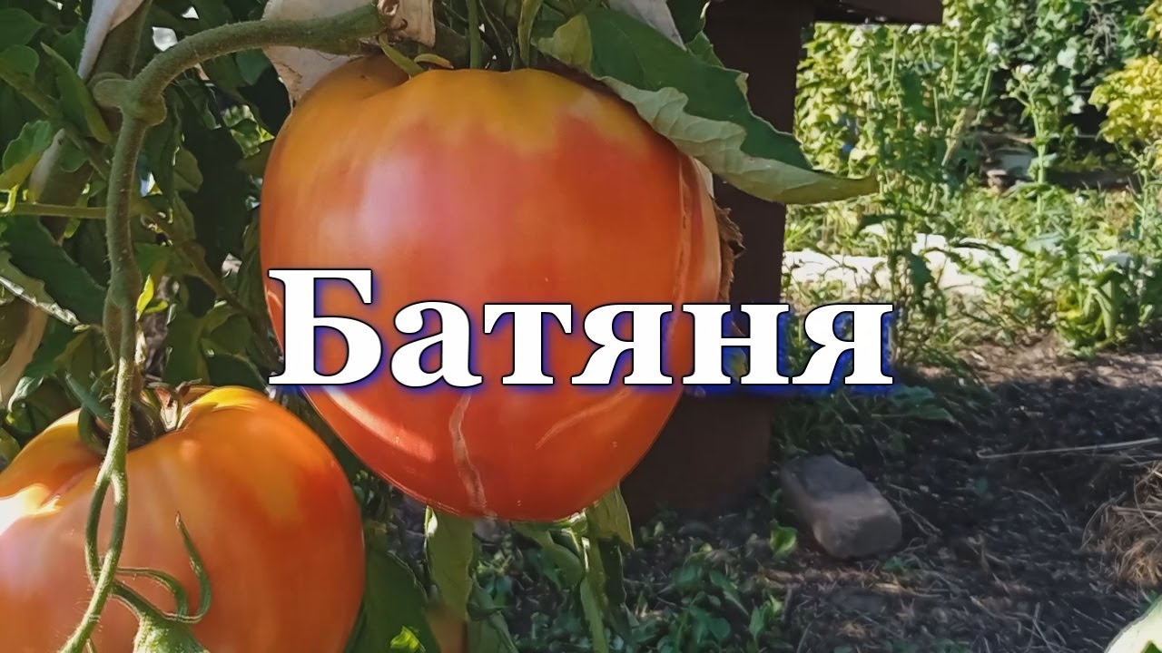 Томаты Батяня
