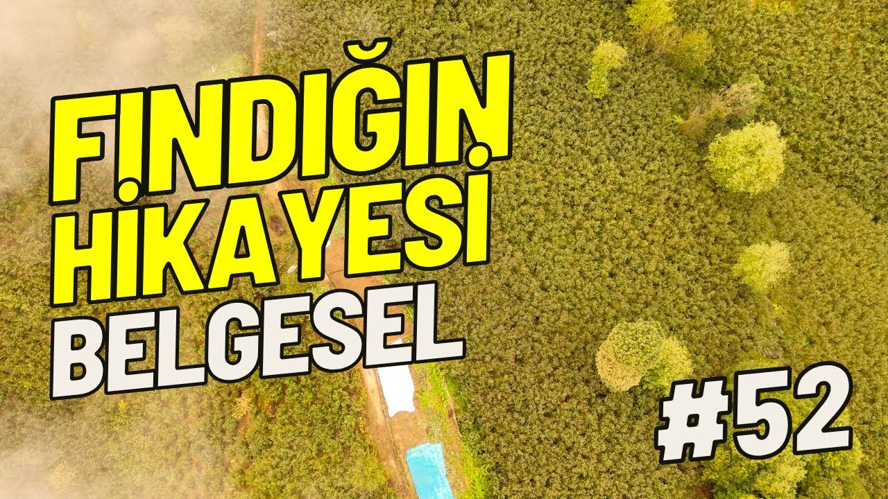 Fındık Belgeseli | Karadeniz’in Altın Taneleri 4K