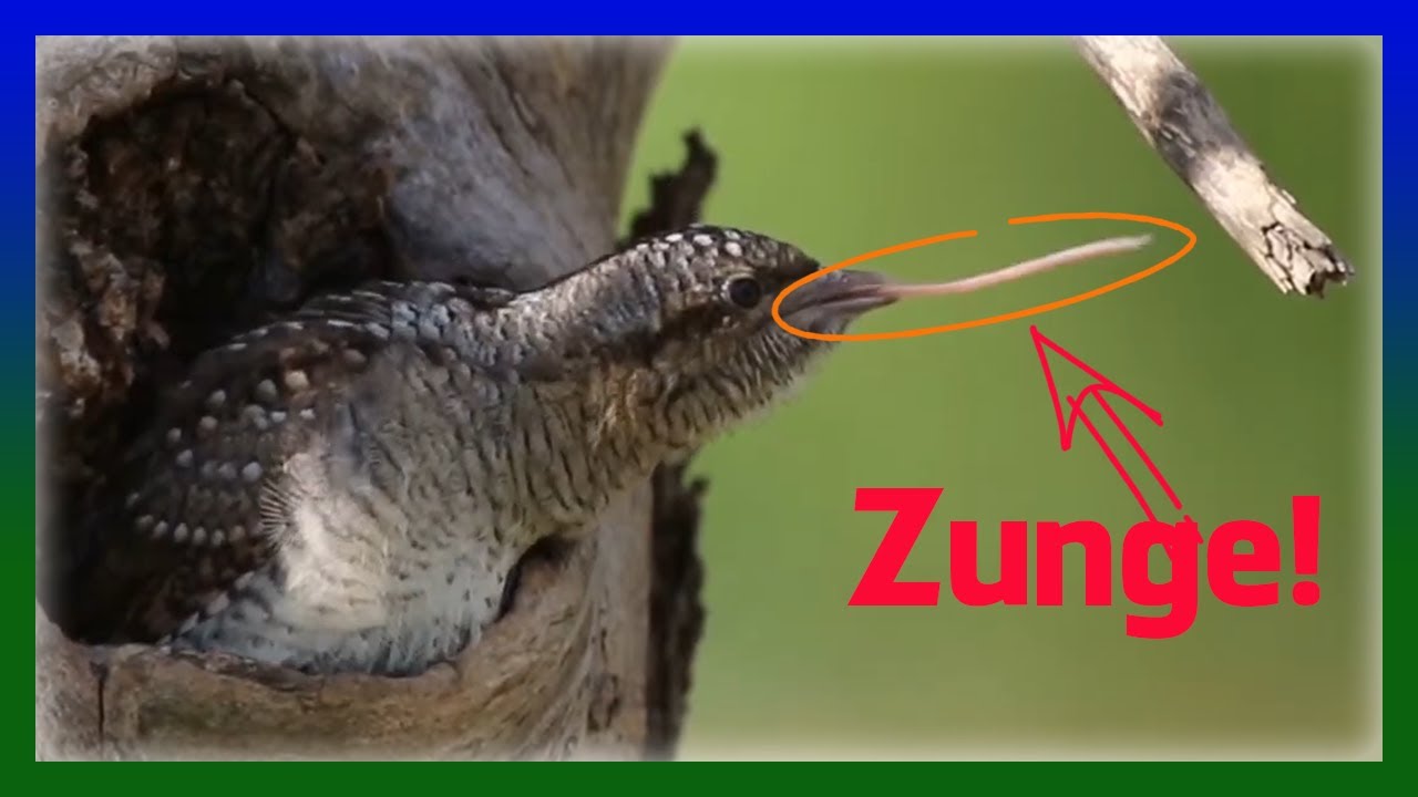 Specht Sonderling Wendehals | Rufe Lebensweise Zunge
