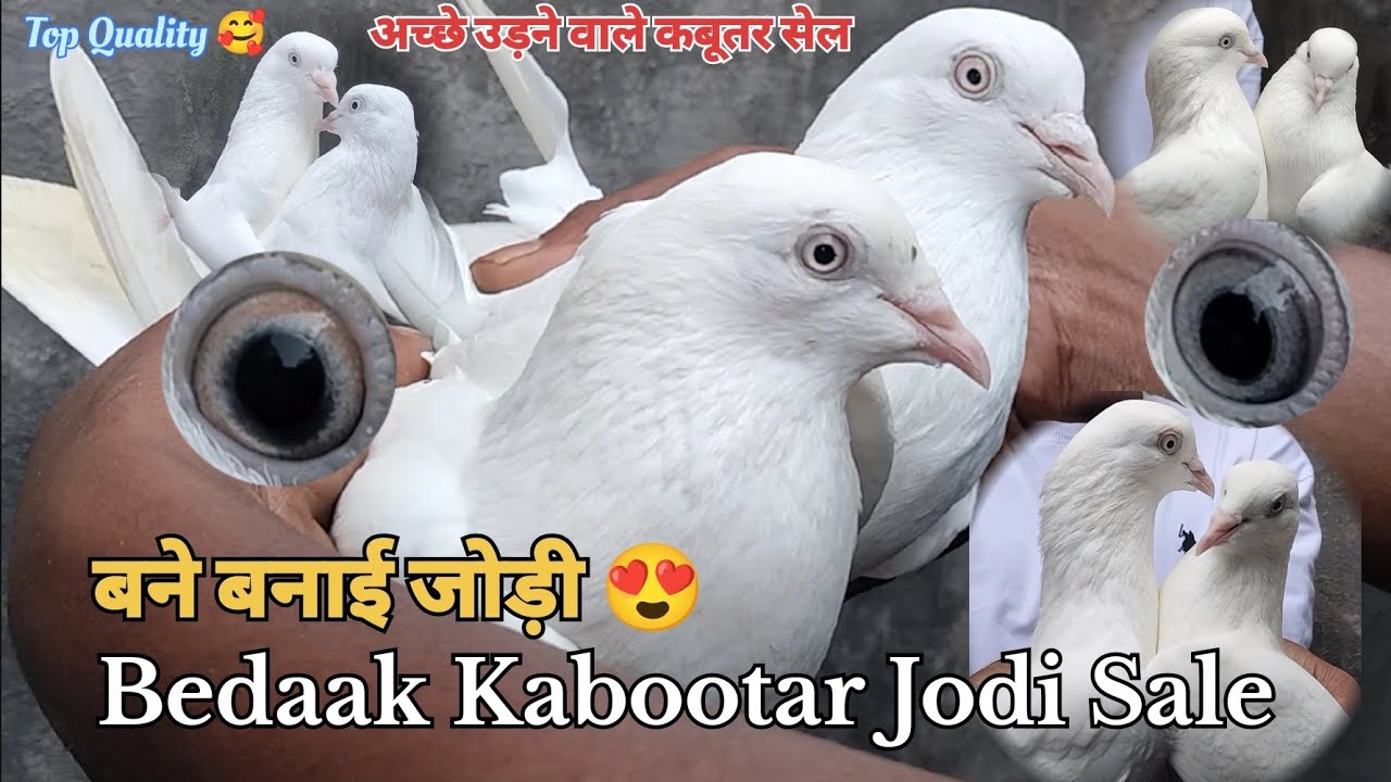 🥰 Bedaak Kabootar Jodi Sale || अच्छे उड़ने वाले कबूतर सेल | Full White Pigeon Sale 😍👌🕊️👍🤩