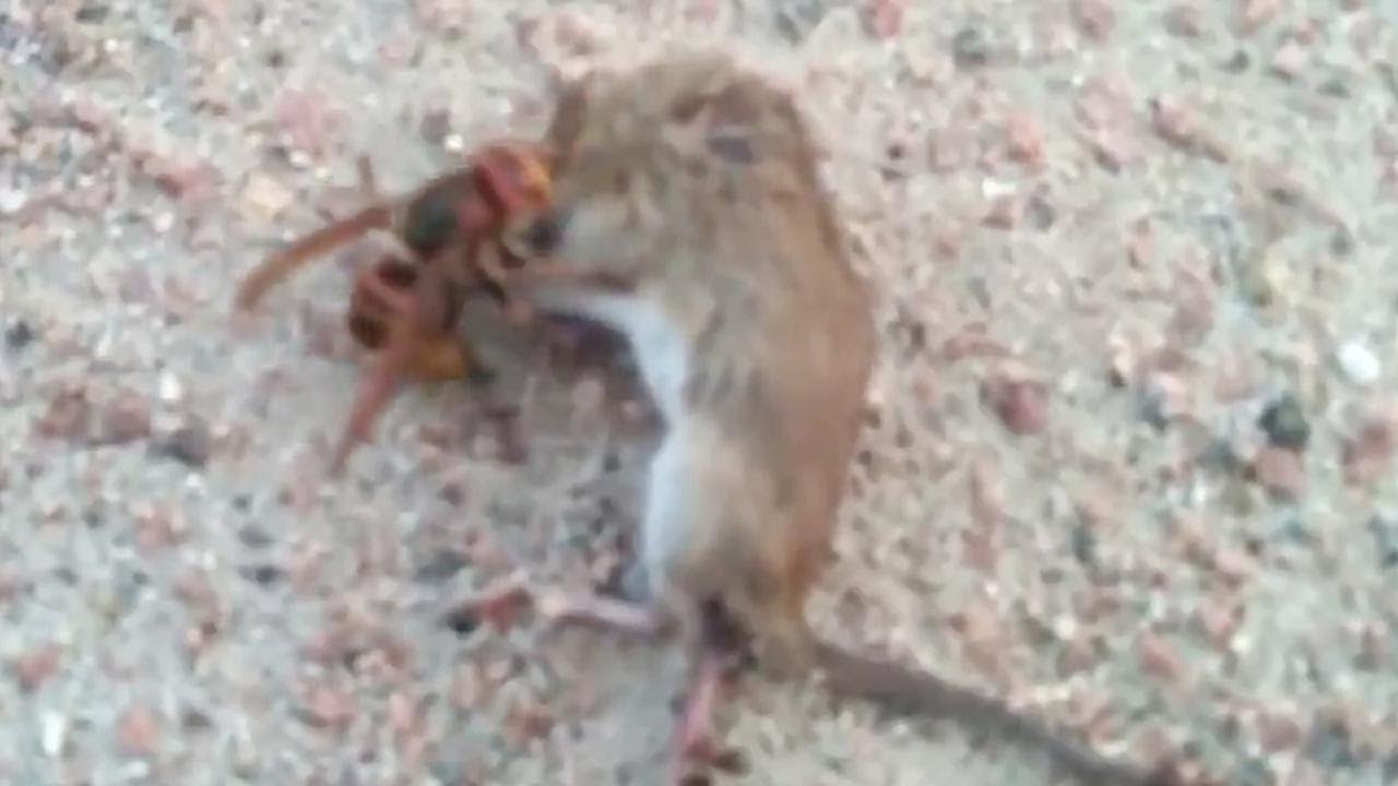 Usa, paura per la vespa mandarinia: l'aggressività dell'insetto è letale nella lotta con un topo