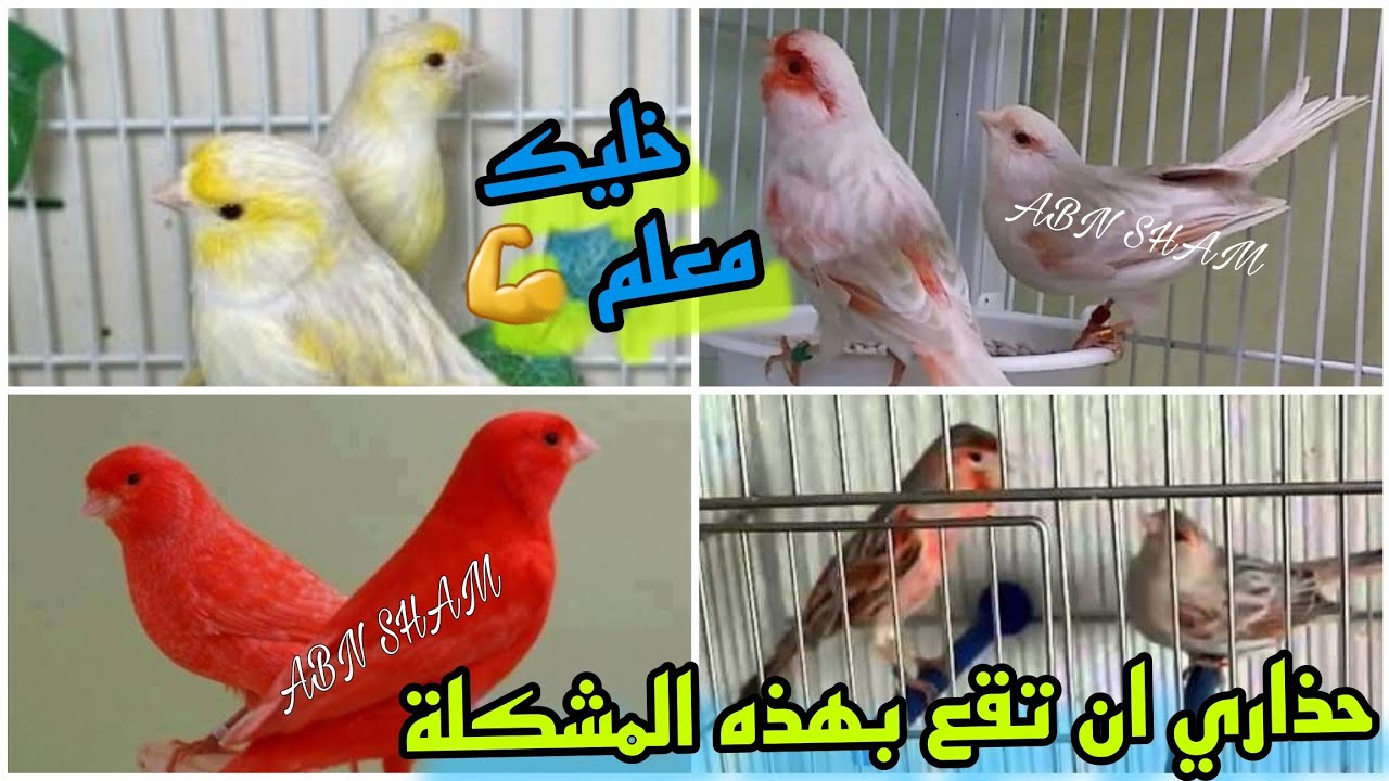 ماهو ناتج تزاوج الكناري اغات أحمر مع أصفر او ساتيني أبيض مع الريد فكتر كله موضح بصور #birds #كناري