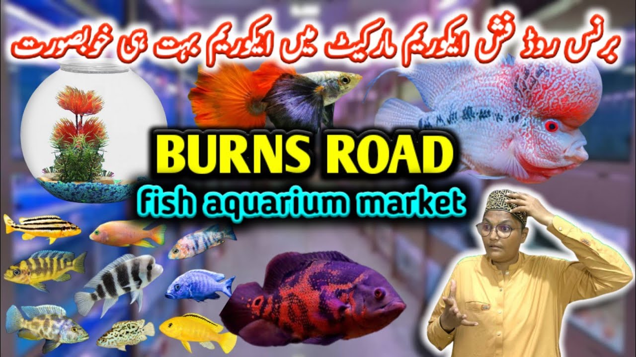 fish aquarium Burns road || fish aquarium Burns road market latest Karachi Pakistan update 🐟🐠🐢🦐🐌