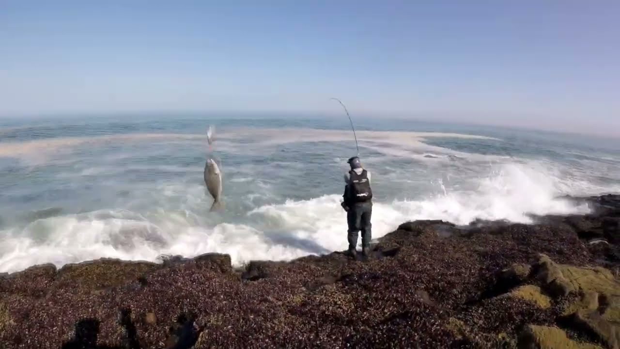 Pescando Corvinas y haciendo nuevas amistades - Ex Isla El Alacr&aacute;n - Arica
