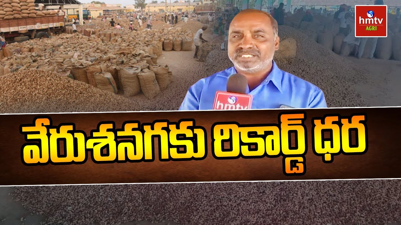 వేరుశనగకు రికార్డ్‌ ధర | peanuts  Record price | Hmtv Agri