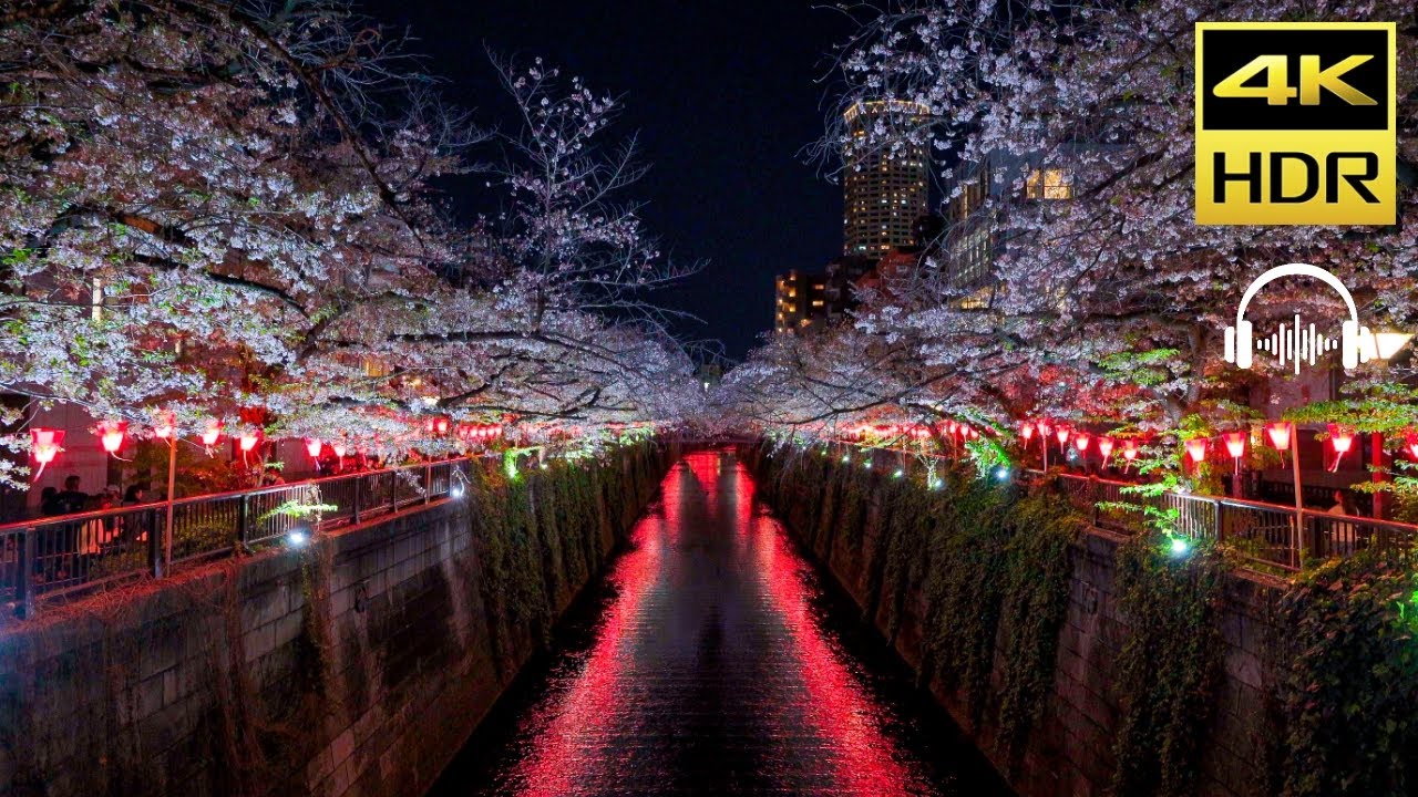 The most famous cherry blossom viewing area in Japan｜4K HDR｜JAPAN WALK