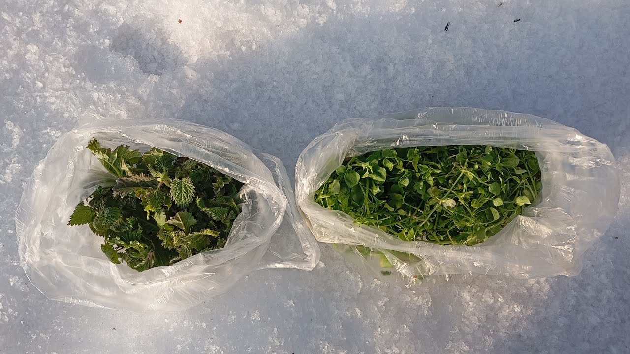 Nabiranje užitnih divjih rastlin po snegu