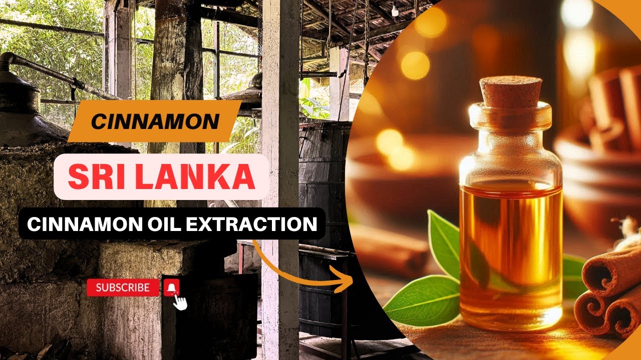 Extraction of oil from cinnamon leaves and bark #cinnamon #essentialoils