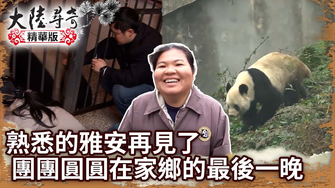 【團團離世回顧】熟悉的雅安再見了！ 團團圓圓在家鄉的最後一晚【@ctvchinatv EP1283+1287】