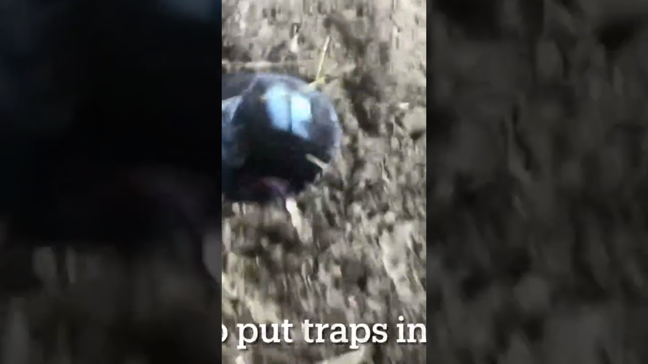 Simple Cricket Trap: Full DIY Top Comment