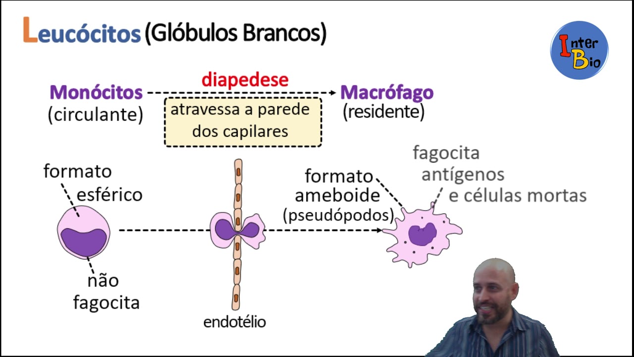 Macr&oacute;fagos