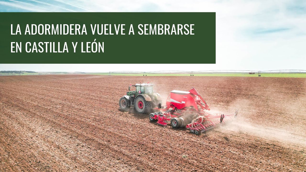 La adormidera vuelve a sembrarse en Castilla y León