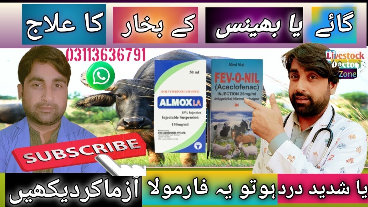 گائے یا بھینس کے بخار کا علاج# cattle fever#buffalofever# veterinary doctor #cattledisease