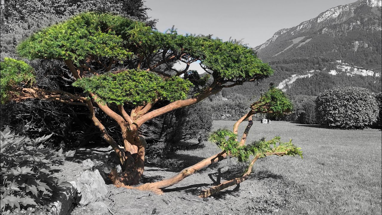 HUGE transformation of +75 yr old European Yew (Niwaki / garden bonsai)