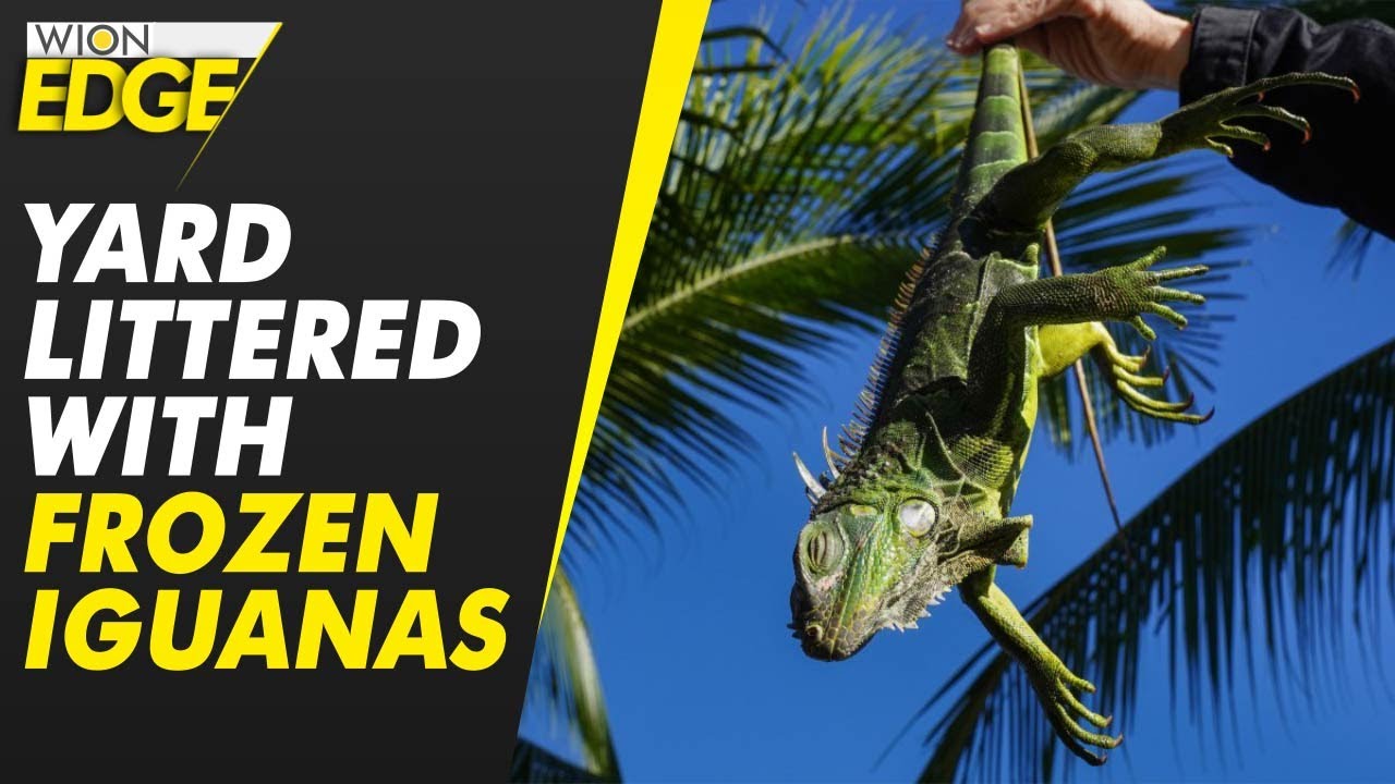 Frozen iguanas fall from trees as cold snap hits Florida | WION Edge