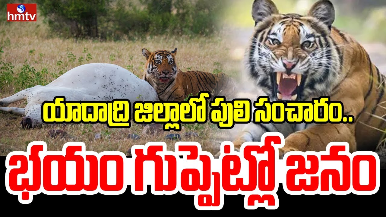 యాదాద్రి భువనగిరి జిల్లాలో పులి సంచారం..భయం గుప్పెట్లో జనం | Tiger Hulchul In Yadadri Bhuvanagiri