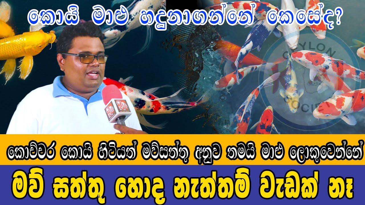 ලංකාවේ ඉන්න හොදම තත්වයේ කොයි මාළු | Koi Fish | 2023