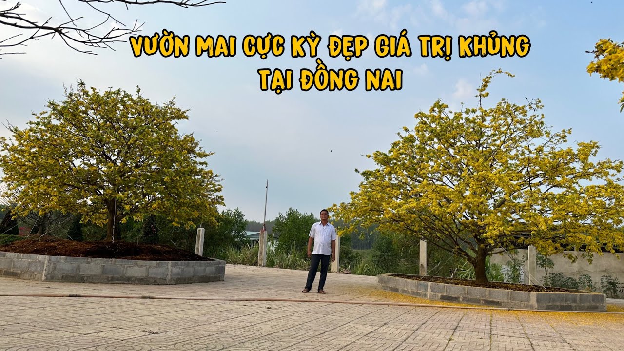 Vườn Mai Khủng Đẳng Cấp Nhất Đồng Nai Xuân 2024 Giá Trị Vĩnh Củ