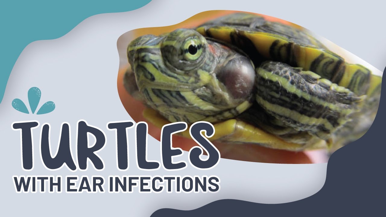 Turtles With Ear Infections