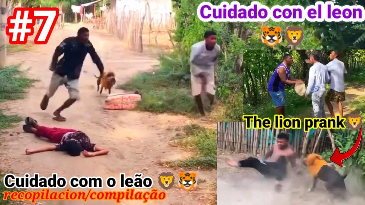Cuidado com el leon