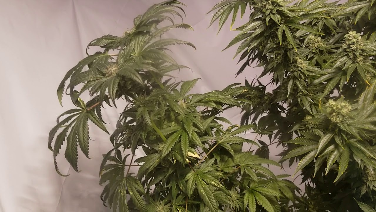 Holy Grail Kush (and a few others) Day Day 49