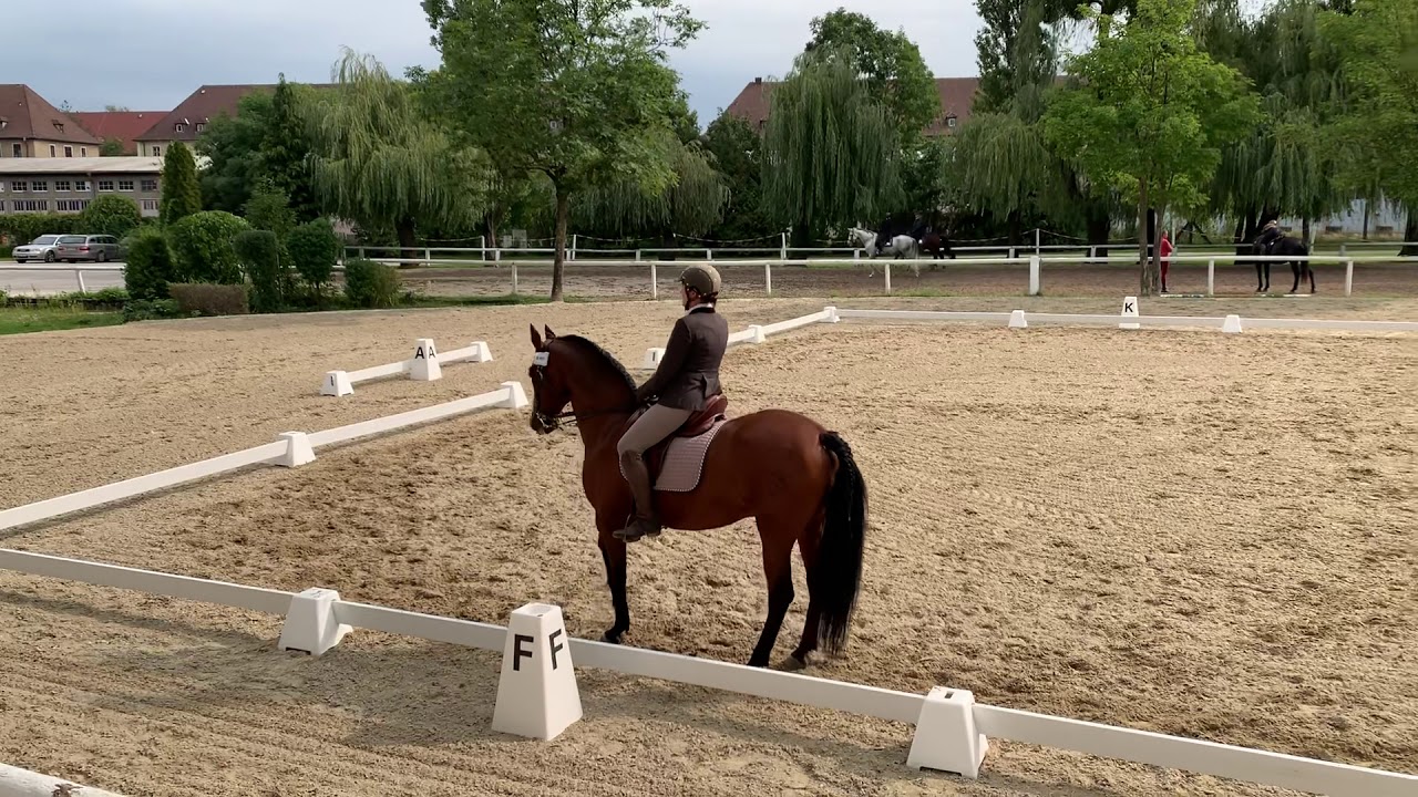 Dressur Klasse M beim 3. PSV-Linz Working Equitation Turnier im Reitsportzentrum Linz, Österreich
