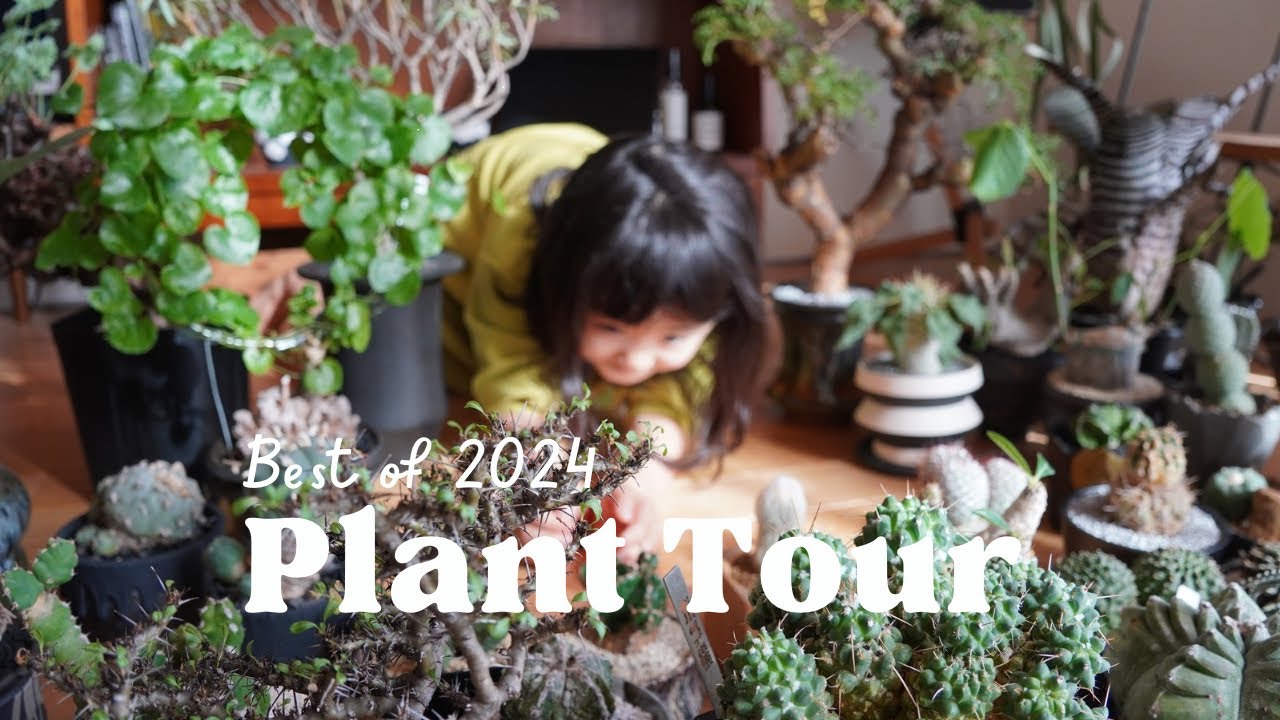 【Plant Tour】2024年植活の総括！パキプス、黒王丸、ユーフォルビア、ブルゲリ！購入した植物と作家鉢を紹介♪