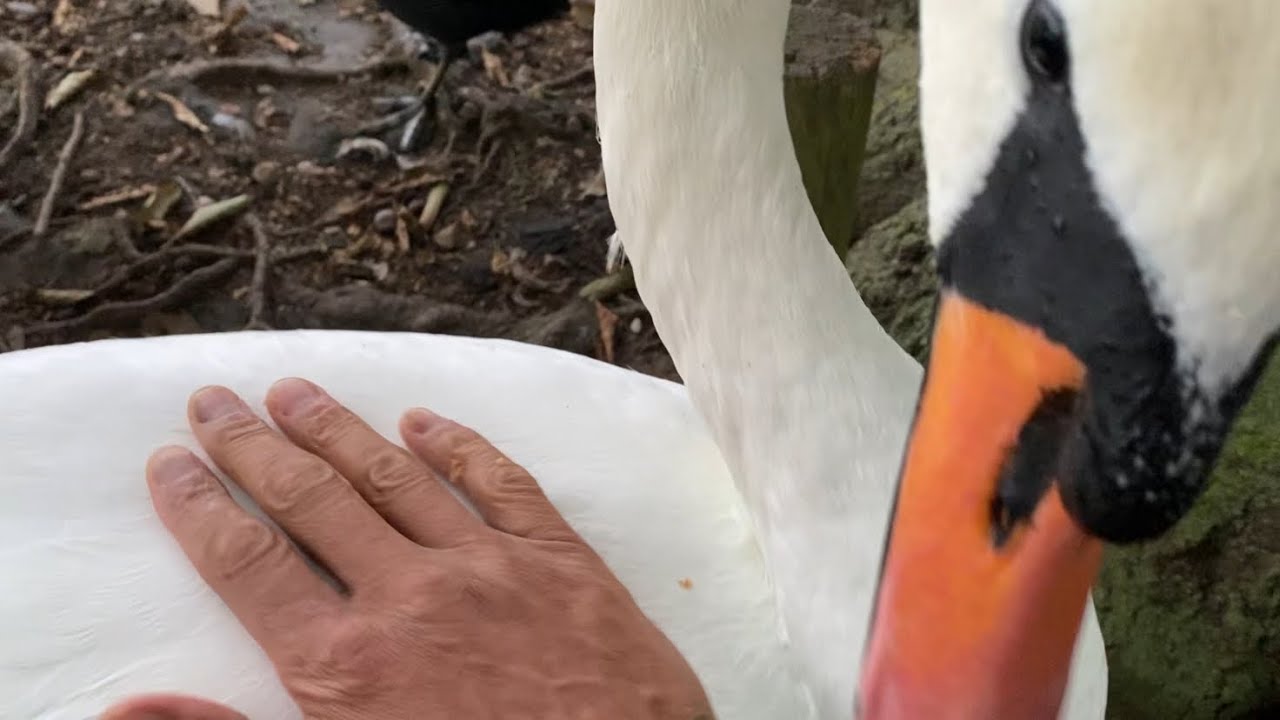 Up close with Waterfowl at lakeside Doncaster 🦢