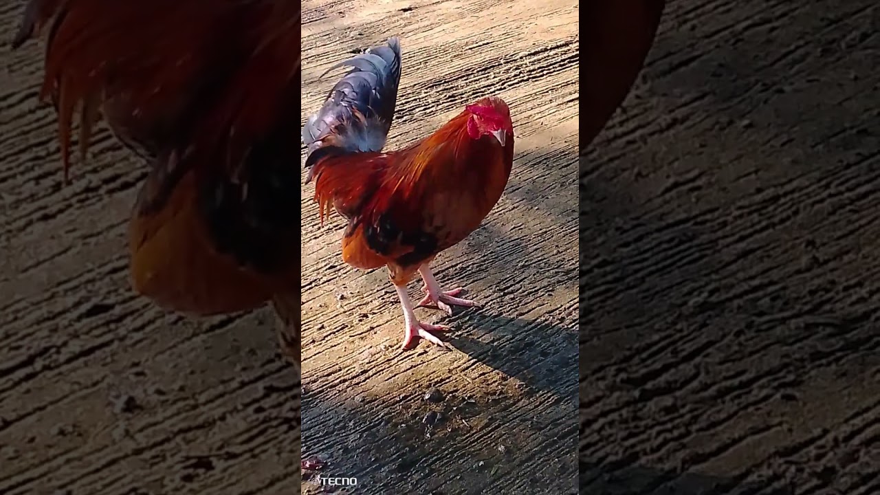 Gandang manok na bantam,maporma , bantam,