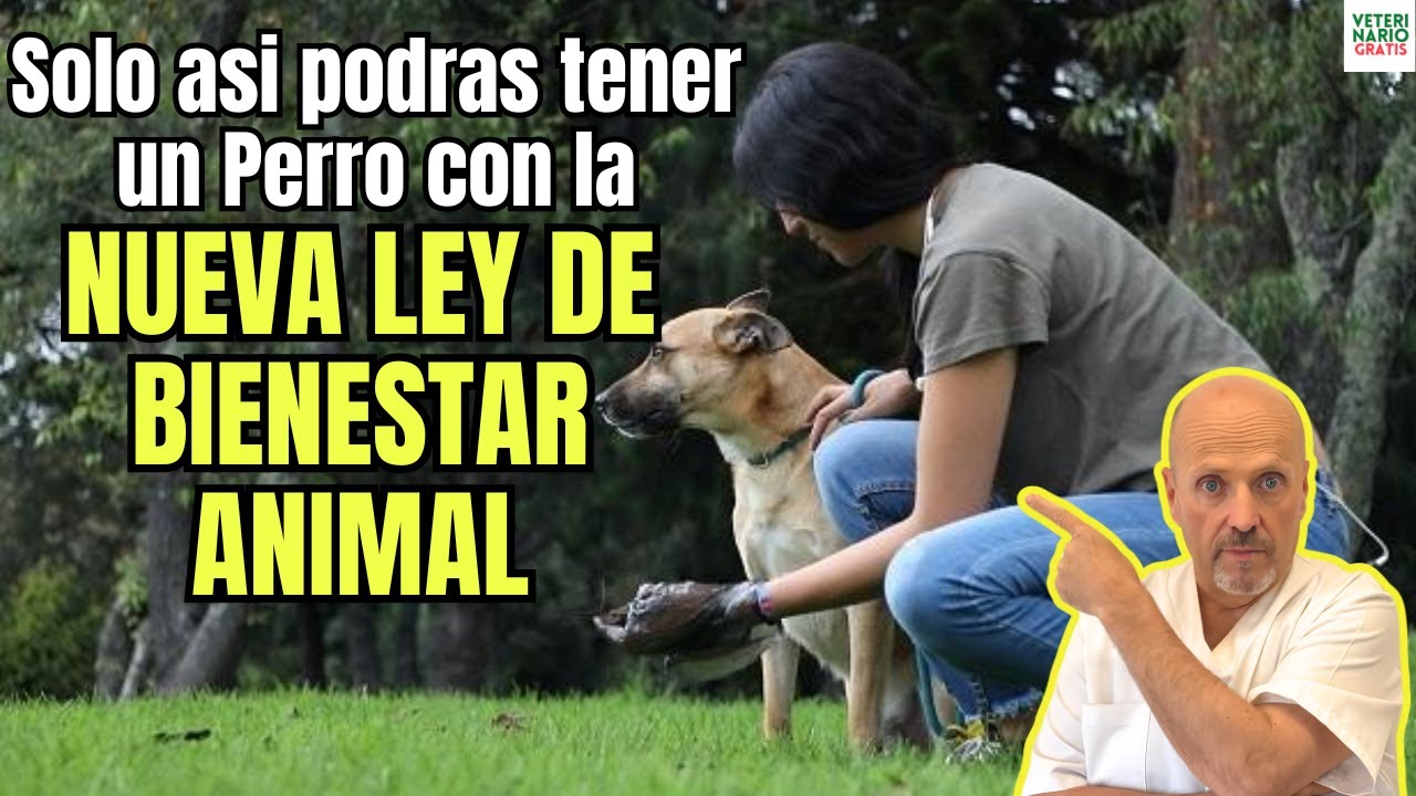 😳 SOLO ASI PODRAS TENER UN PERRO EN ESPAÑA CON LA NUEVA LEY DE BIENESTAR ANIMAL 😳