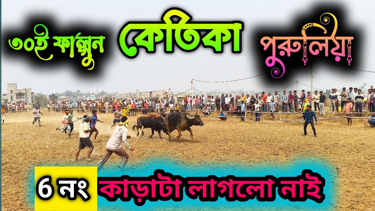 ৩০ই ফাল্গুন কেতিকা আসরের ৬ নং কাড়াটিও লাগলো নাই 😱💔 #কাড়া_লড়াই #kara_lorai 