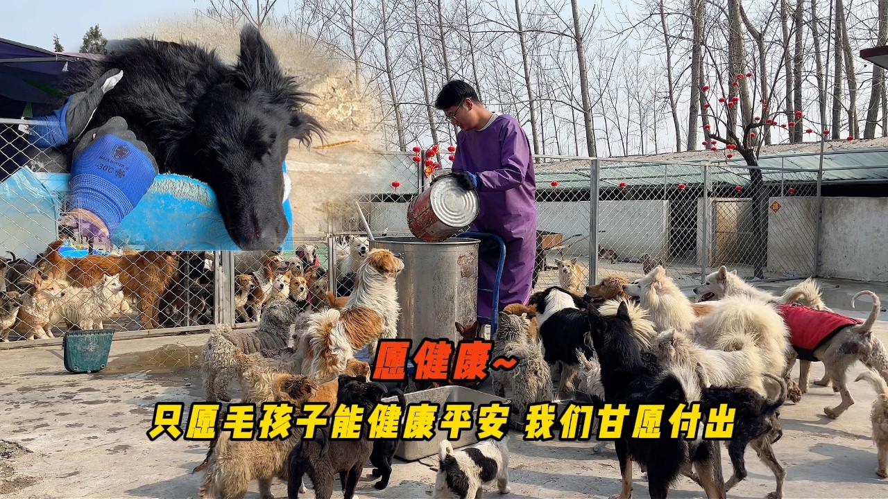 每只毛孩子的離去都讓人心痛，不計成本日夜守護只願它們更好生活