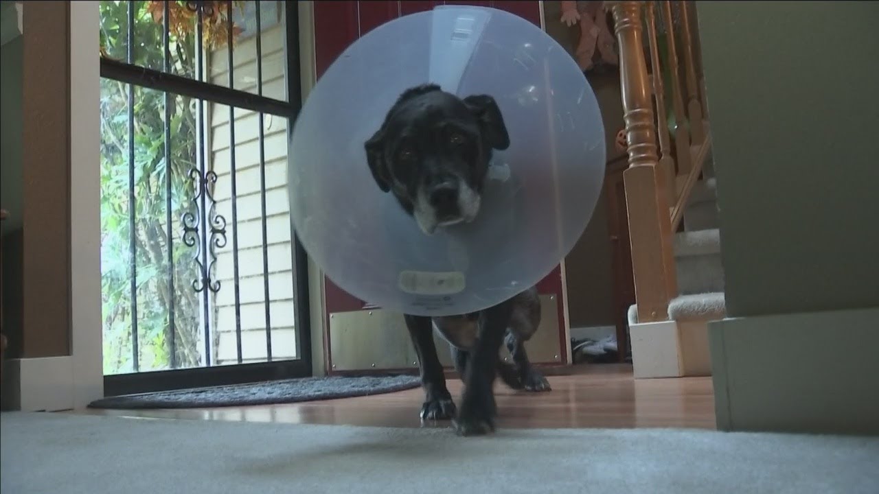 VIDEO: Community helps retired police K9