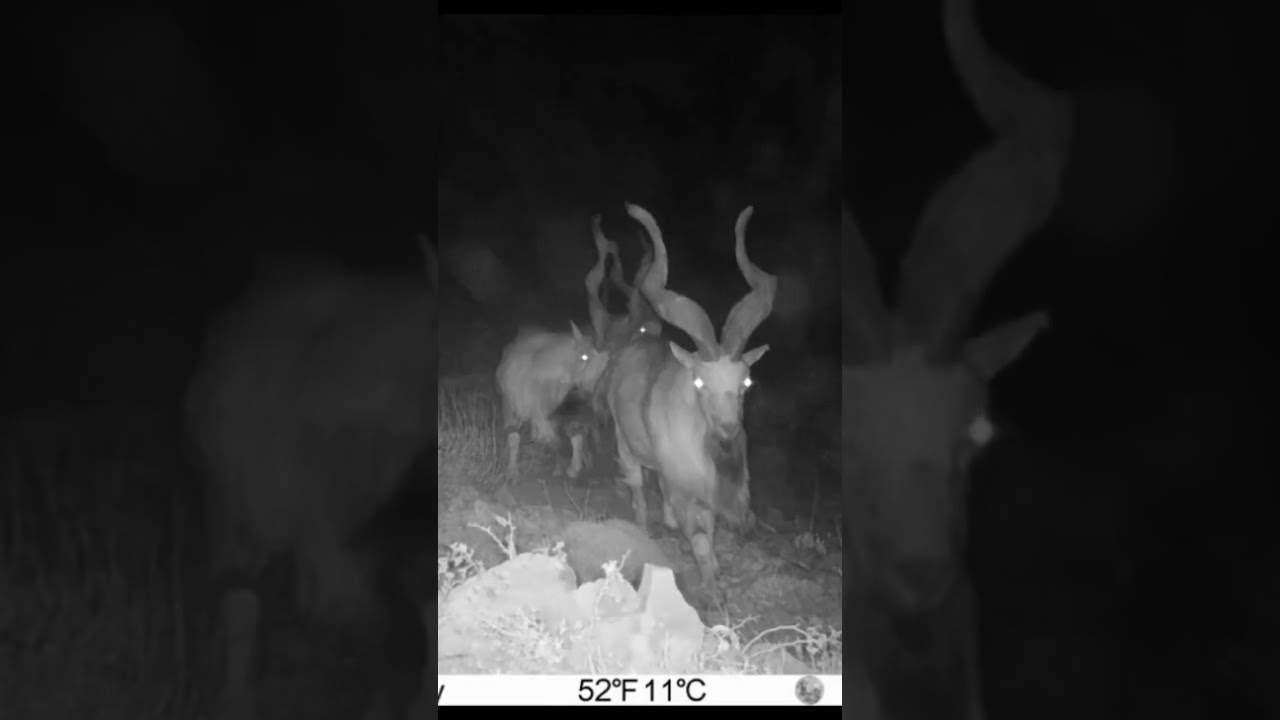 Wildlife of Uzbekistan. Surkhan Reserve. Markhor