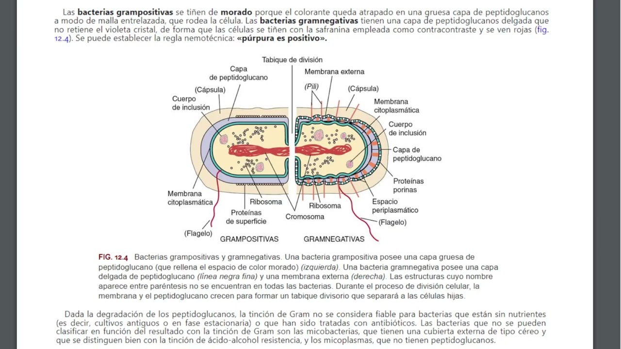 Bacteriología Parte 1
