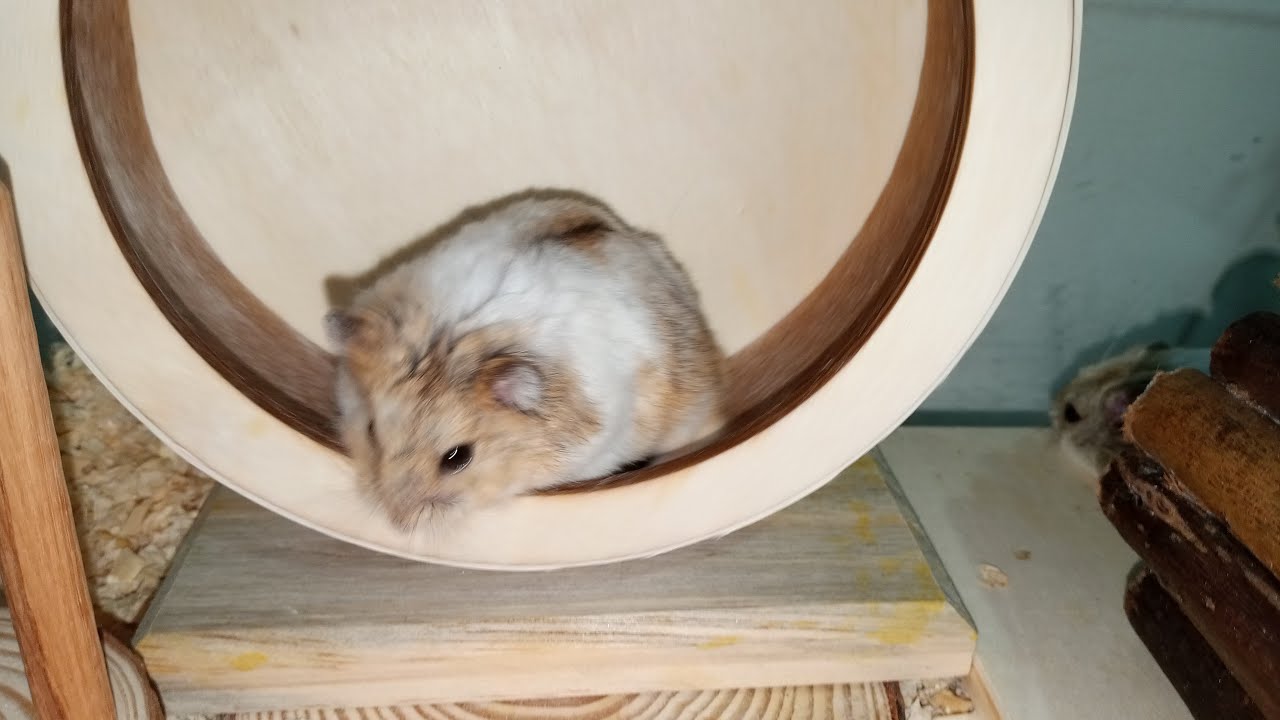 Fastest Little Hamster You’ll Ever See! 🏁💨