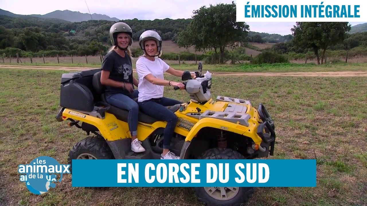 Les Animaux de la 8 en Corse du Sud -  Émission intégrale