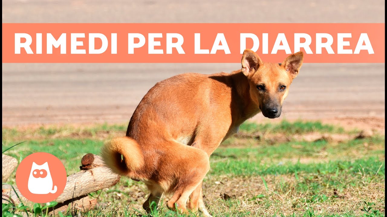 4 RIMEDI NATURALI per la DIARREA del CANE 🐶✅