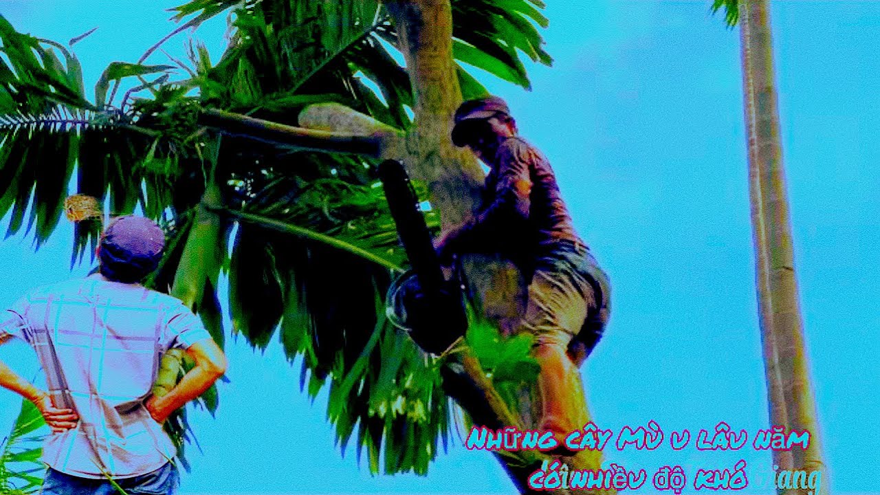 A Đồng leo Cưa những cây Mù u lâu năm Trong khu vườn tại Cái Bè có nhiều độ khó